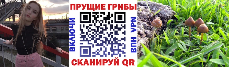 Галлюциногенные грибы прущие грибы  blacksprut сайт  Купино 